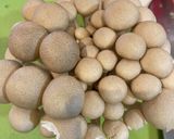 新生姜と鶏肉の塩焼き作り方4写真