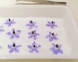 ボリジの花の砂糖漬け❁作り方6写真