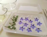 ボリジの花の砂糖漬け❁作り方3写真