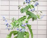 ボリジの花の砂糖漬け❁作り方1写真