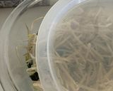 レンジで☆もやし・小松菜のからし醤油和え作り方3写真