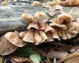 茹でるだけ簡単キクラゲのサラダ作り方9写真