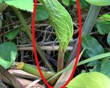 明日葉のパワーサラダ作り方1写真