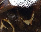 焼かない♪コーヒームースのドームケーキ作り方25写真