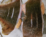 黄金比基本の煮魚　カレイの煮付け作り方1写真