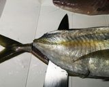 鯵の姿盛り（シマアジ）作り方9写真