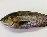 イサキの昆布締炙り刺身作り方1写真