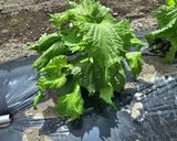 田舎のしそ巻き(大葉味噌巻き)作り方1写真