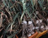 にんにくの長期保管と食味の変化作り方14写真