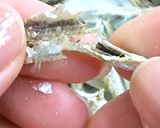 【出汁粉】きめ細かな煮干しパウダー作り方4写真