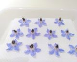 ボリジの花の砂糖漬け❁作り方7写真