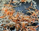 大根の葉・茎のふりかけ作り方2写真