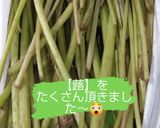 ツワブキのあく抜きの仕方簡単作り方1写真