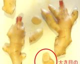 美味しい新生姜の漬物☀料理にいろいろ活用作り方1写真