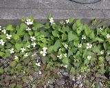 ドクダミ茶をつくる作り方1写真