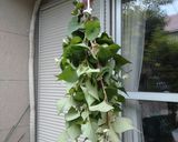 ドクダミ茶をつくる作り方3写真