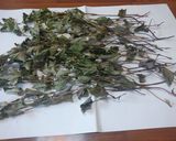 ドクダミ茶をつくる作り方4写真