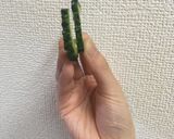 だしの素de絶品ゴーヤチャンプルー作り方1写真