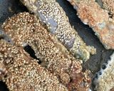 栄養士レシピ＊いわしのごま焼き作り方8写真