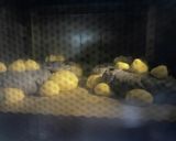 カメと恐竜のメロンパンクッキー作り方12写真