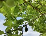 『梅』酵素ジュース作り方1写真