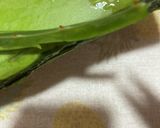アロエ入り腸活ヨーグルト(o^^o)作り方1写真