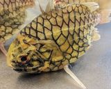 愛知の魚　マツカサウオのオーブン焼き作り方1写真