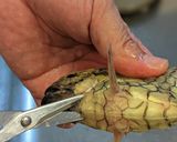 愛知の魚　マツカサウオのオーブン焼き作り方2写真