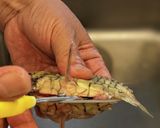 愛知の魚　マツカサウオのオーブン焼き作り方3写真