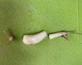 らっきょうの下ごしらえ（下処理）作り方4写真