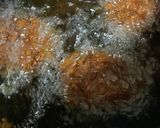 青じそ海老ミックスすり身カツ作り方12写真
