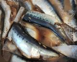 背骨だけとればOK☆涼感♪鰯の山椒煮作り方7写真
