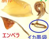 夏野菜＆生イカで作る✨イカ墨彩りパスタ作り方2写真