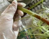 青森発♡お母さんの山菜みずの醤油炒め作り方4写真