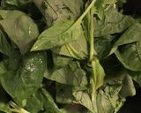 ほうれん草とソーセージの卵炒め作り方13写真