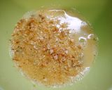 簡単！枝豆のダシ卵焼き　桜エビ風味作り方1写真