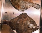 カレイのムニエル作り方1写真