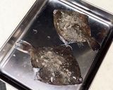 カレイのムニエル作り方3写真