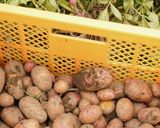 自家製フライドポテト作り方4写真