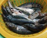 イワシの塩焼き作り方6写真