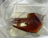 アスパラの麺つゆ漬け作り方4写真