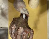 釣って来たタコとオートミールでチヂミ作り方4写真
