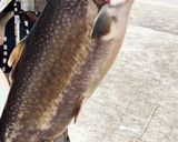 お魚のリエット作り方1写真