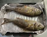 【地産地消給食】タカベの塩焼き作り方5写真