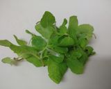 薬味とハーブで♪ミントとオクラの餃子作り方1写真