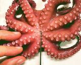 タコのピリ辛炒め(ナクチポックン)作り方12写真