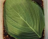 エゴマの醤油漬け作り方5写真