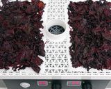 食品乾燥機で作る色鮮やかな赤紫蘇ふりかけ作り方6写真