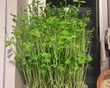 豆苗とオクラのさっぱりそうめん作り方1写真