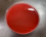 母の日のフランボワーズムースケーキ作り方21写真